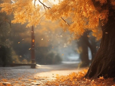 清新静谧，枫亭的独特 magic