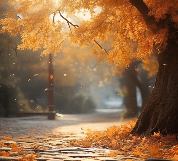 清新静谧，枫亭的独特 magic